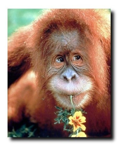 Póster De Impresión De Arte De Naturaleza De Mono Orangután 