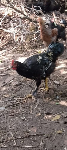 Granja De Palomas Y Gallinas - Agrícola Ideal