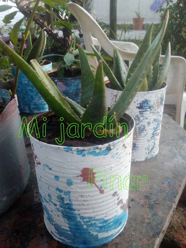 Plantas De Aloe Vera