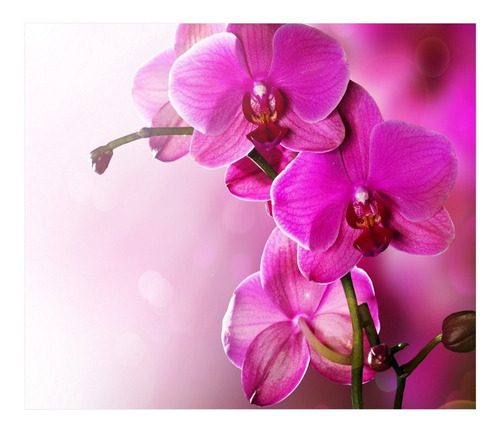 Adesivo Flores Papel De Parede Quarto Orquidea 7,3m² Flor 32