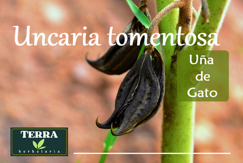 Té Uña De Gato Semilla Selecta 100% Natural Medio Kilo
