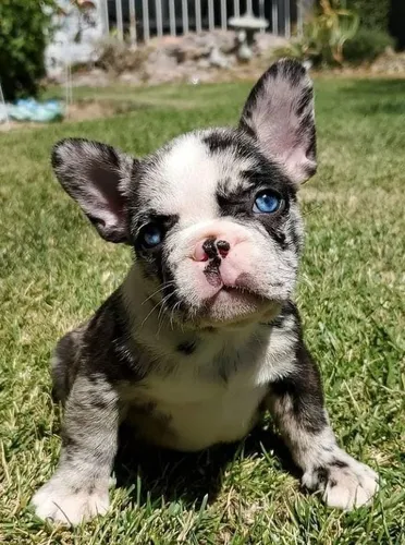 Black merle store bulldog frances