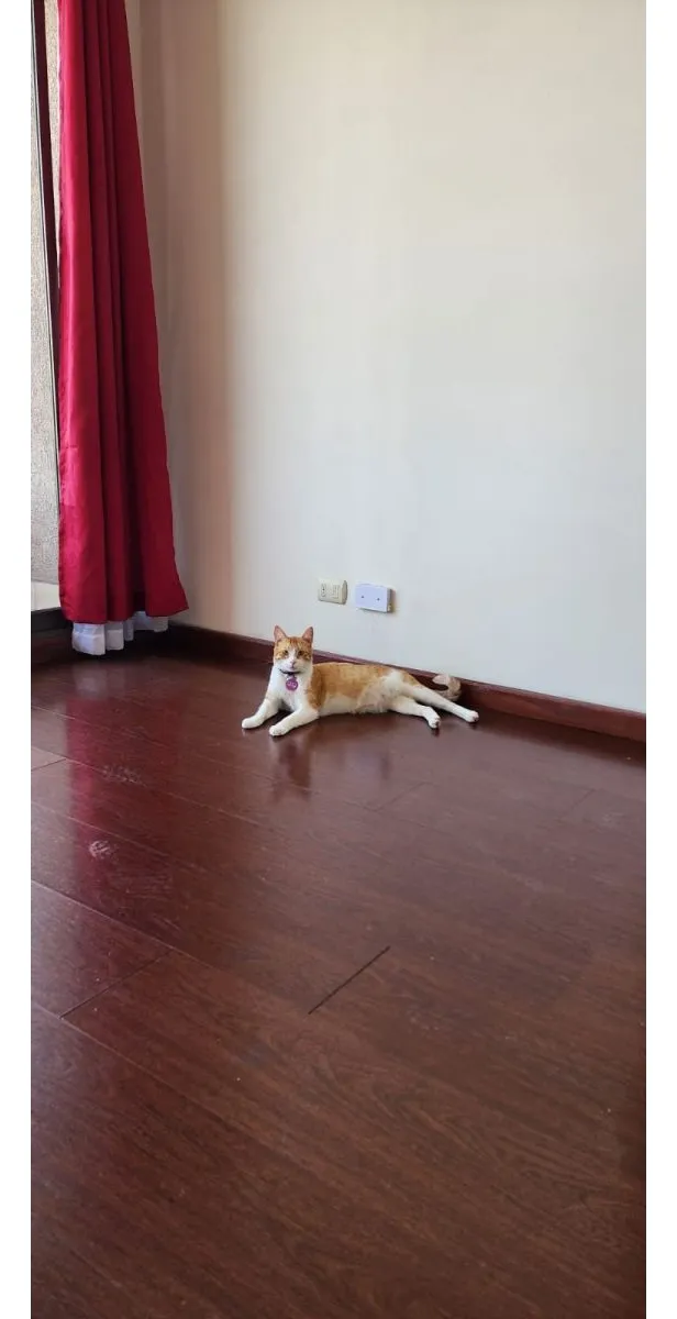 Imagen 3 de 15 de Se Vende Depto De 3 Dormitorios Y 1 Baño En Metro Quinta Nor