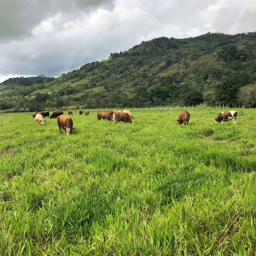 Pasto Camello Hibrido De Semillas Papalotla Envase 8 Kg