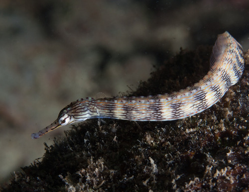 Corythoichthys Intestinalis - Invertebrado Marino