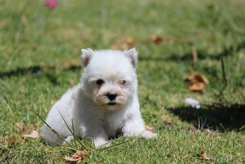 West Highland White Terrier Westy $700