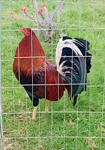 Docena De Huevo Fertil De Gallo Semental En Linea