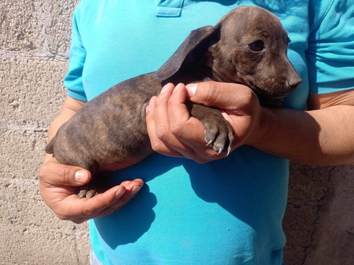 Salchicha Cachorro Dachshund