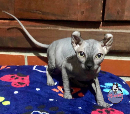 Espectaculares Gatos Esfinge Sphynx Mascotas En Medellín