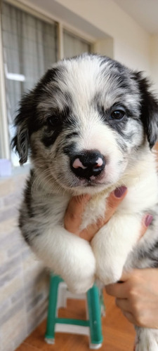 Cachorro Border Blue Merle Cali Animal Pets Colombia 