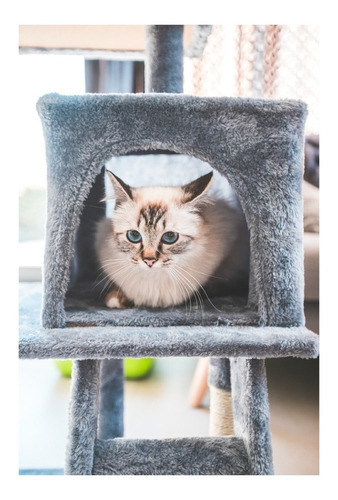 Imagen 5 de 5 de Juguete Cañita Para Gatos Esqueleto Blanco Linea Fun Cancat