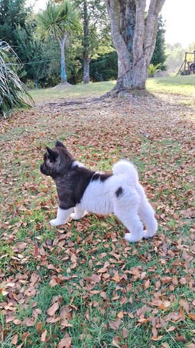 Cachorros Akita Americano 