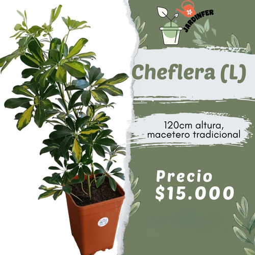 Cheflera L 120cm De Altura 