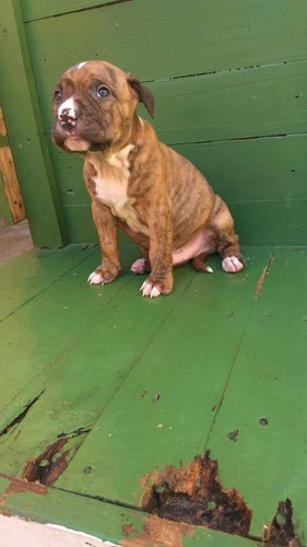 Filhotes De Pit Bull