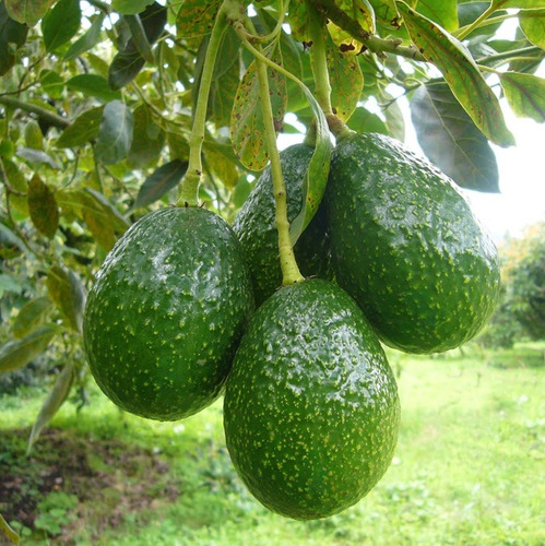 Árbol De Palta Hass Injertados - Cañuelas