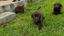 Comprar Preciosos Labrador De Criadero Labrador Retriever Argentina