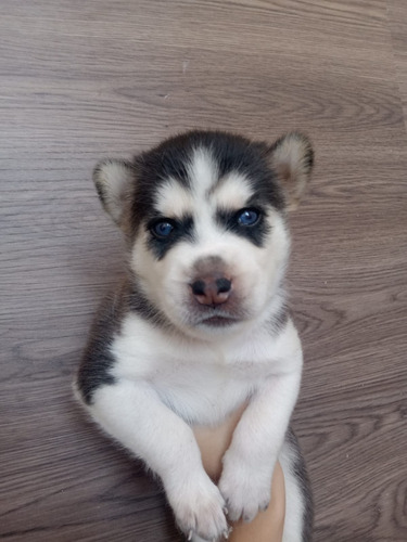 Loba Siberiana Manto Negro