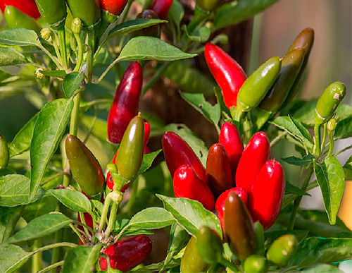 15 Semillas Chile Pimiento Mini Rojo, No Pica