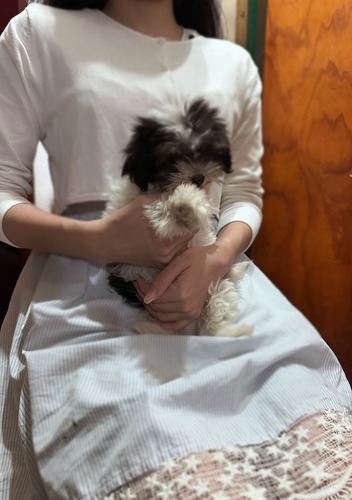 Bichon Habanero Miniatura Divino Mercadopago Blanco Con Negro