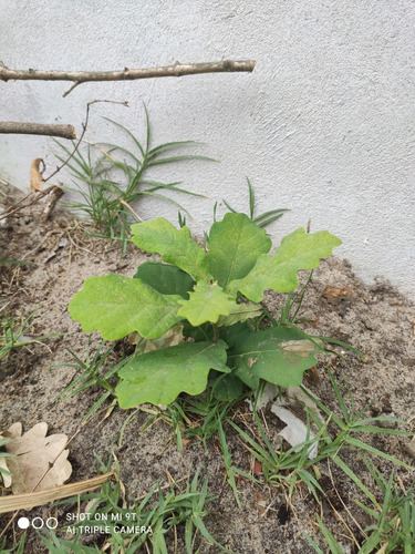 Roble Arbol