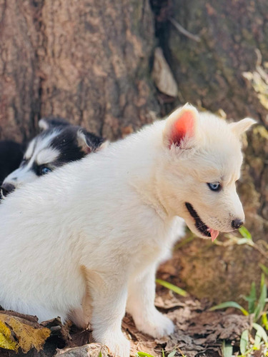 Vendo Filhotes De Husky Siberiano