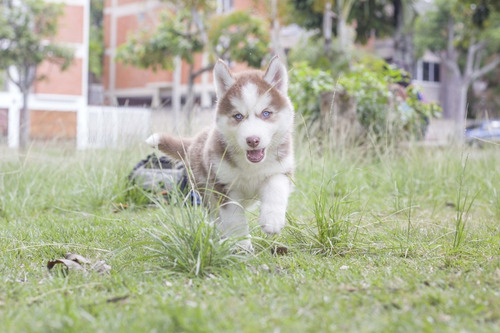 Imagen 1 de 10 de Husky Siberiano Manto Rojo Hembra