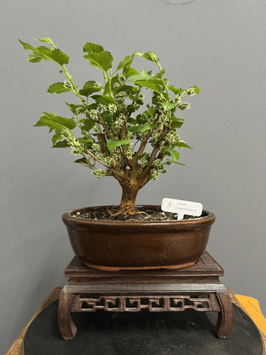 Bonsai Mora Morus N4 12años En Maceta Ceramica Esmaltada