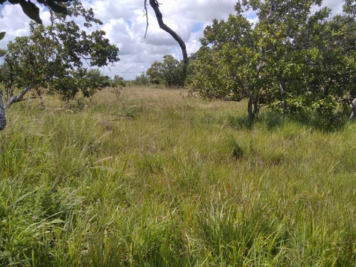 Imagen 18 de 19 de Finca De 1.410 Has En Guarico Para Actividad Agropecuaria.