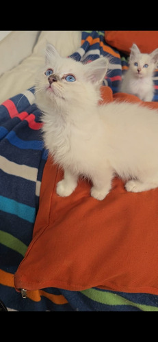 Gatitos Ragdoll, Con Registro Y Pedigree, Preciosos, Haedo