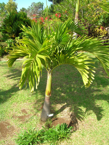 Palma Kerpis ( La Adonidia Merrillii ) Más Semillas 