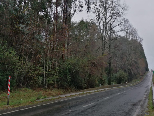 Campo Forestal Con Eucaliptos, De 67 Hás En Reumén, Paillaco