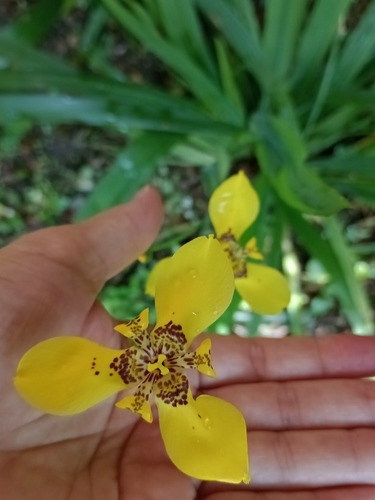 Iris De Praia Branca E 1 Amarelo (2 Mudinhas + Brinde)