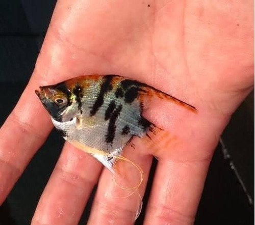 2 Acará Bandeira Médio - 4 Cm - Peixe Ornamental