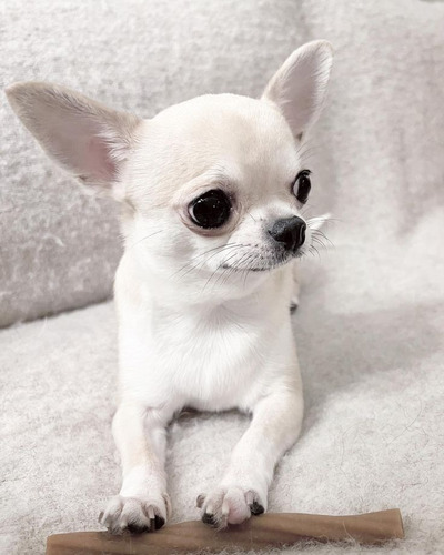 Chihuahua 23 Blanco