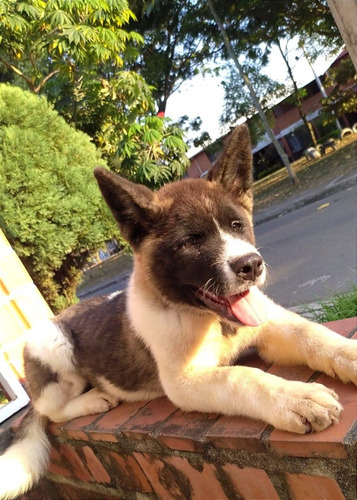 Cachorros Akita Americano Perros En Venta Medellín 