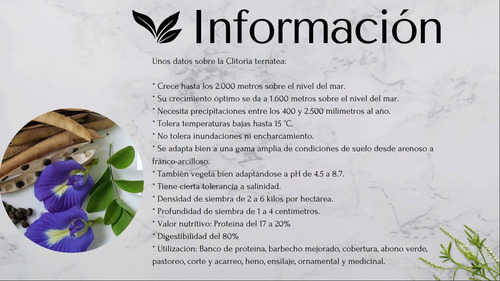 100 Semilla Clitoria Ternatea