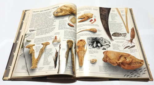 Diccionario Visual Clarin Tomo 2 Aves Mamiferos Reptiles (Usado)