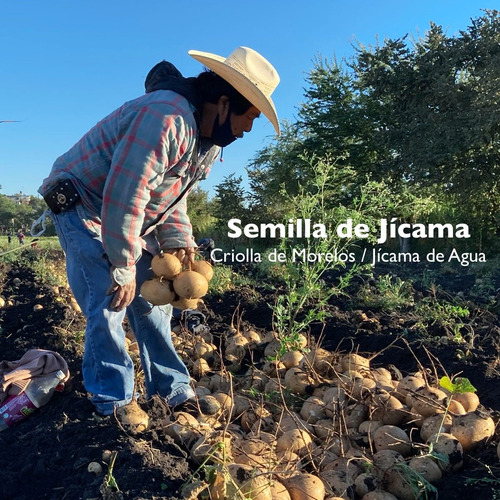 Imagen 1 de 3 de Semilla De Jícama - 10 Kg