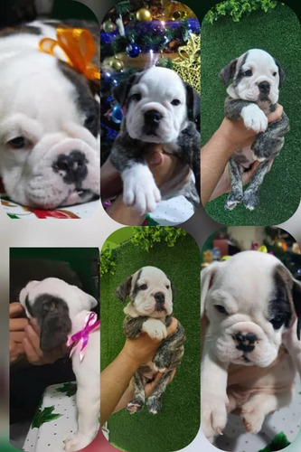 Imagen 3 de 10 de Bulldog Ingles