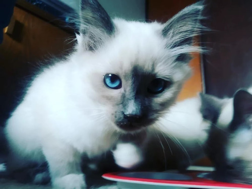 Imagen 2 de 10 de Gatos Ragdoll Birmanos Criador