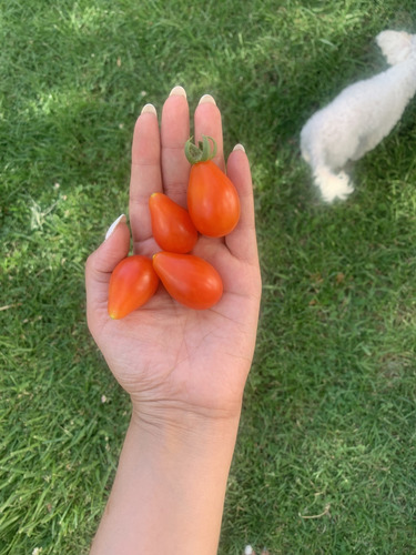 Semillas De Tomate Red Pear (solanum Lycopersicum)