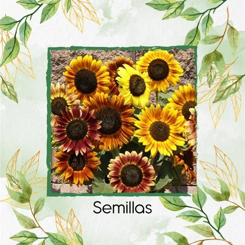 40 Semillas De Flor Girasol Belleza De Otoño