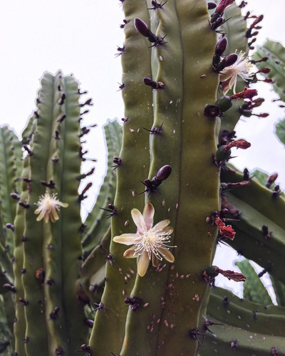 Un Esqueje Garambullo, Myrtillocactus Hijuelo (20cm-30cm)