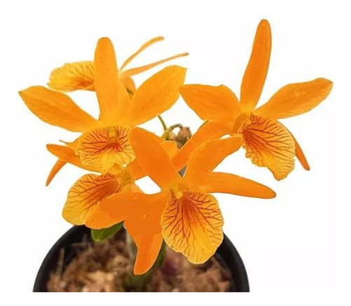 Orquídea Dendrobium Stardust Firebird ! Planta Adulta