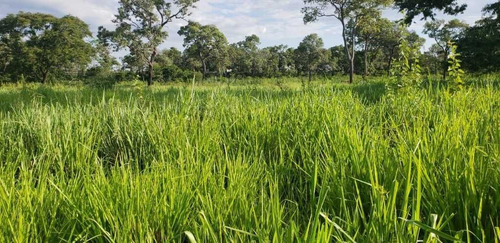 Fazenda De Gado Arinos Mg 2.250 Hectares 65.000,000,00 - 38491