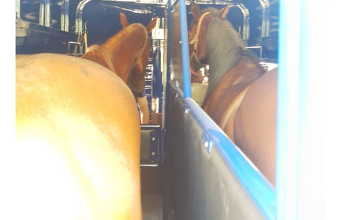 Imagen 7 de 16 de Trailer 2 Caballos Homologado Alzuharte/ Potrillo Patentado