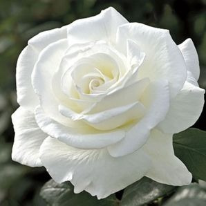 Rosa, Rosales, Regalo San Valentin, Dia De Los Enamorados