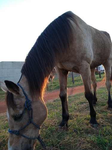 Crioulo