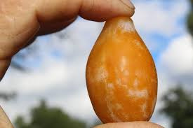Árbol Ciruelo Injertado Gota Rocio De Miel De Oro Gotita