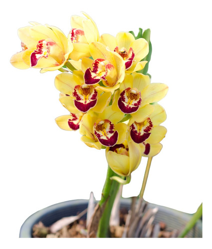 Orquidea Cymbidium Varios Colores Ejemplares Jóvenes